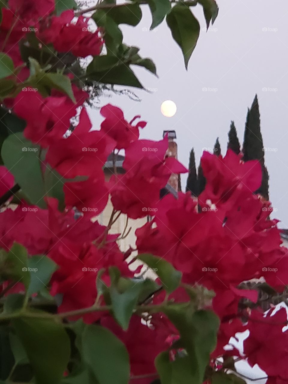 what better combo? flowers and the moo. peaking through