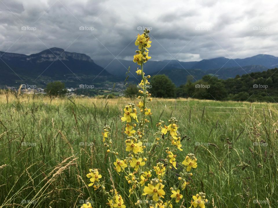 Meadows under storm with flowers