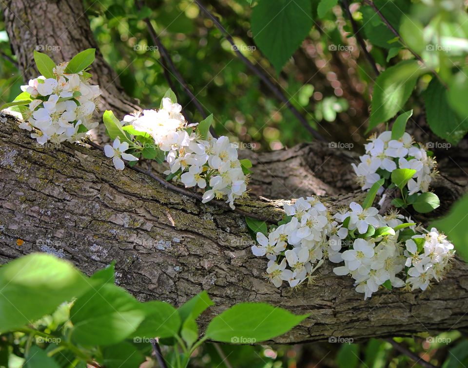 Peaceful beauty 