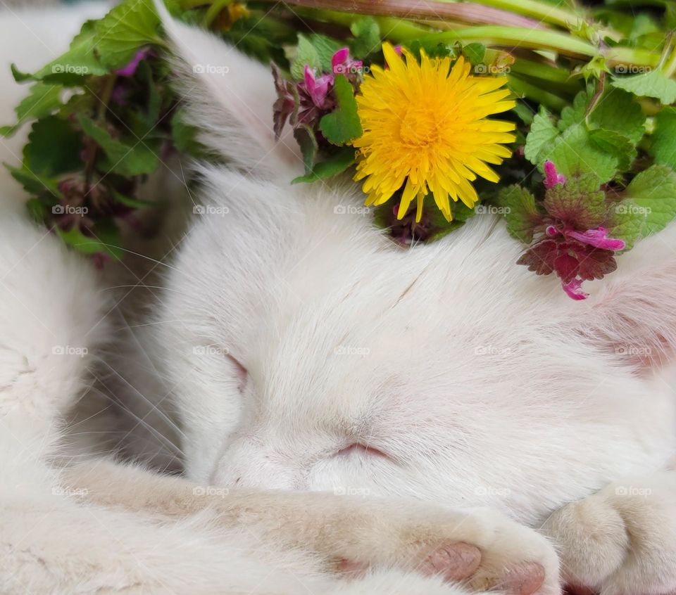 A cat sleeping in flowers