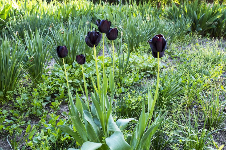 Black Tulips.