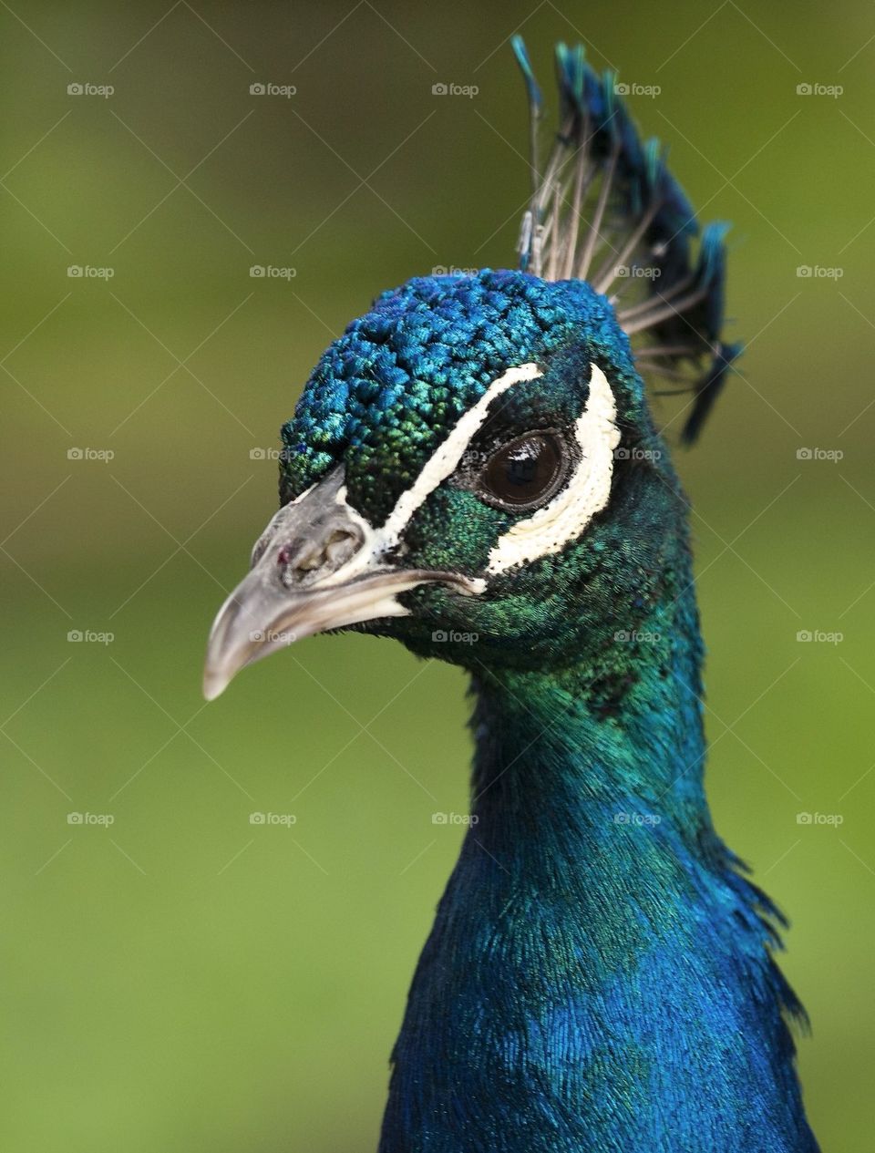 Peacock