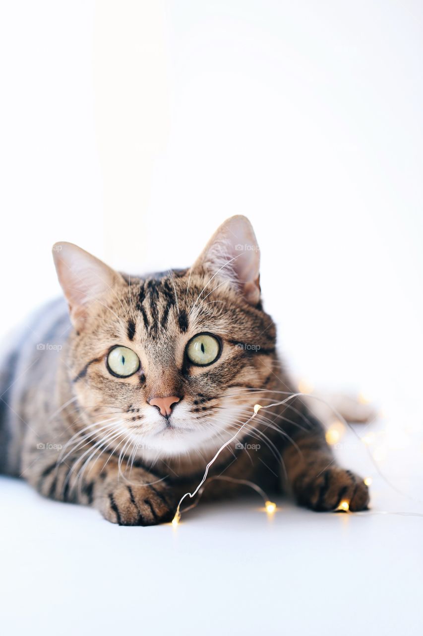 Cute cat with light garland