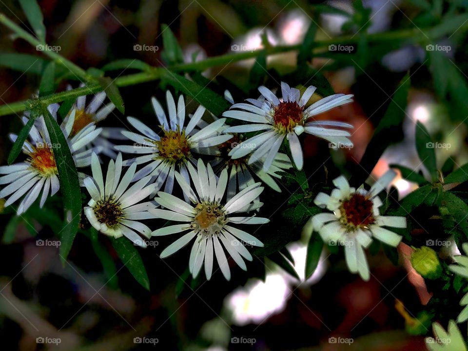 White Autumn Flowers