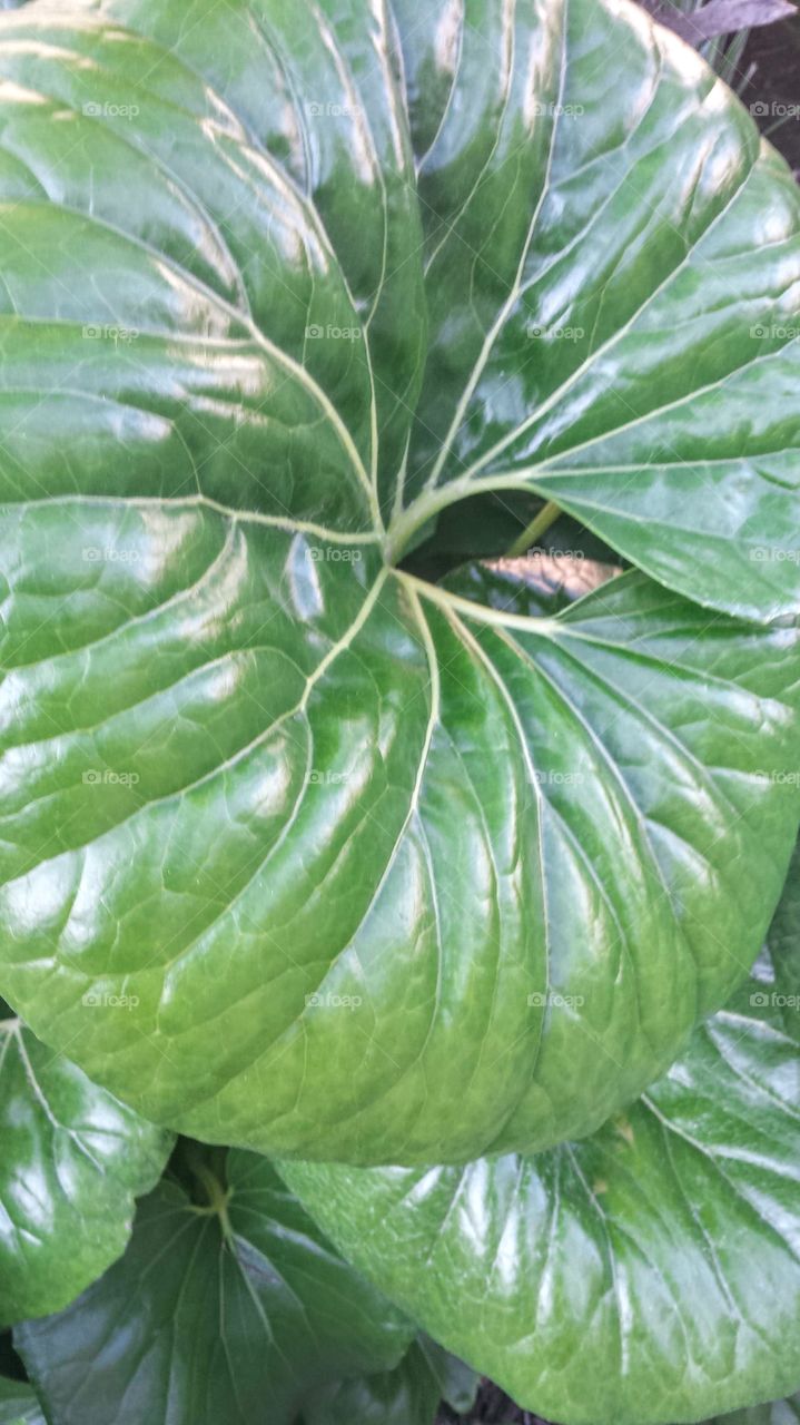 Leaf CloseUp