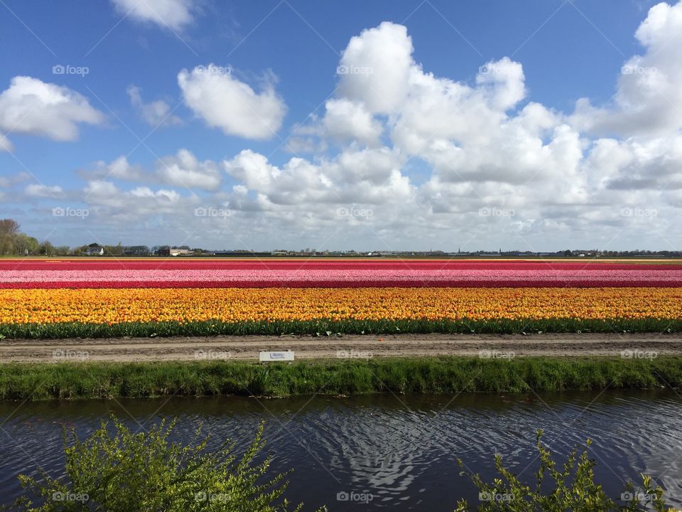 Spring in keunkehof