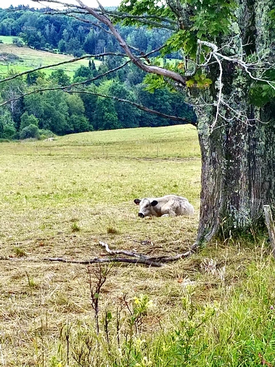 cow laying by a tree