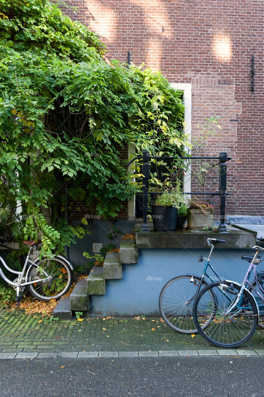 city flora bicycles still life by kozjar