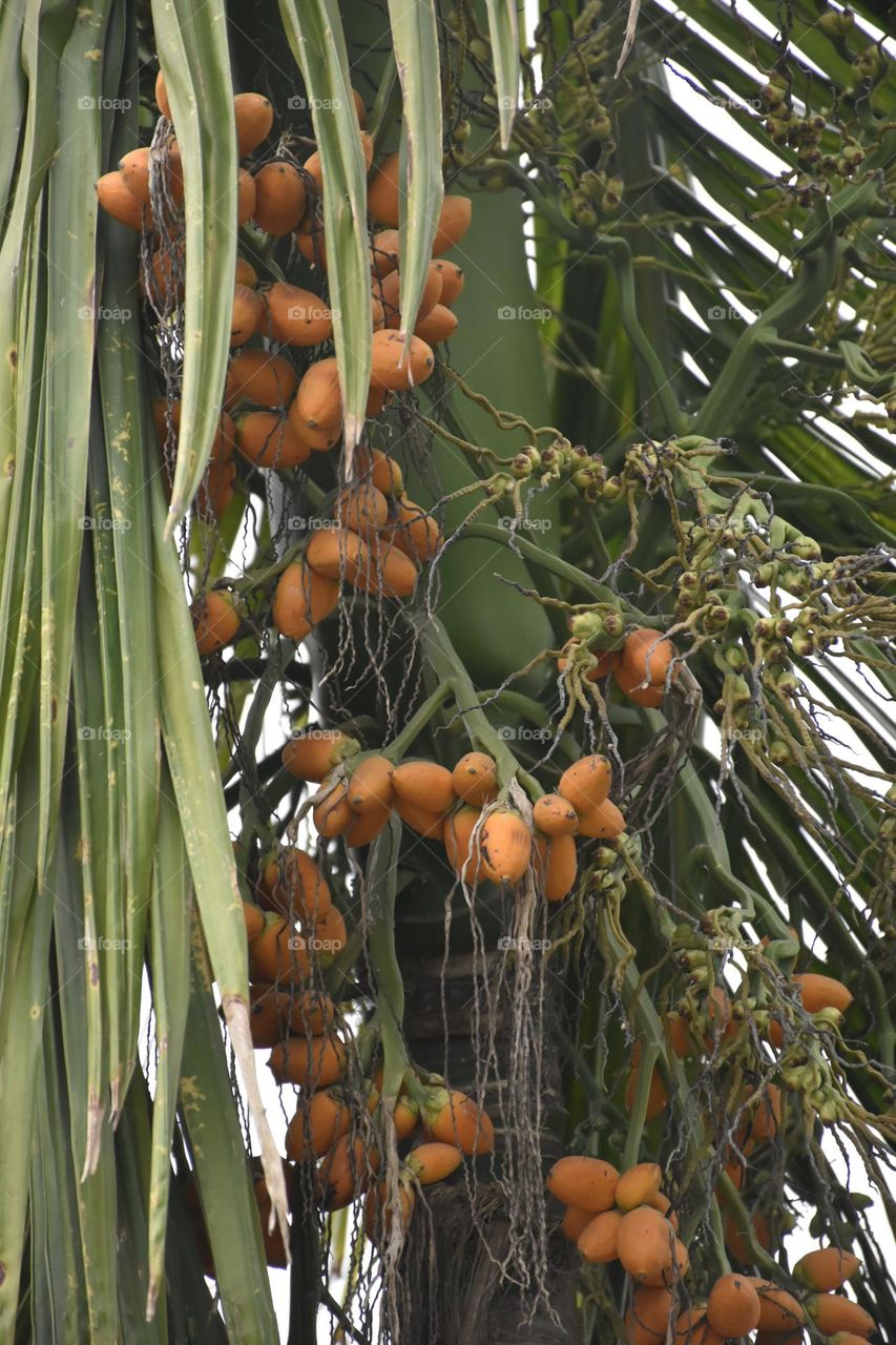 Betel nut tree and betel nuts are showing in this photo.
