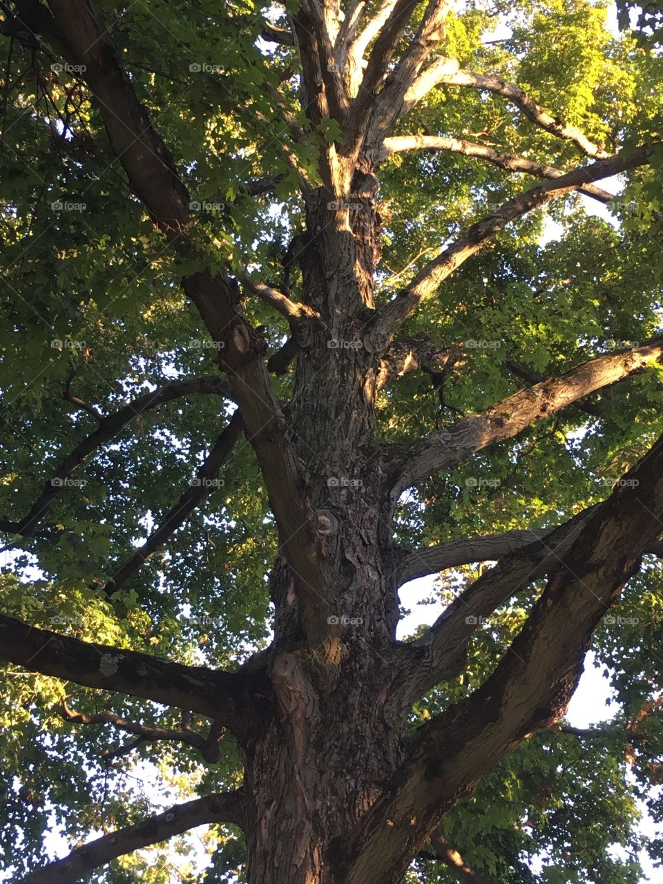 Looking up a tree trunk