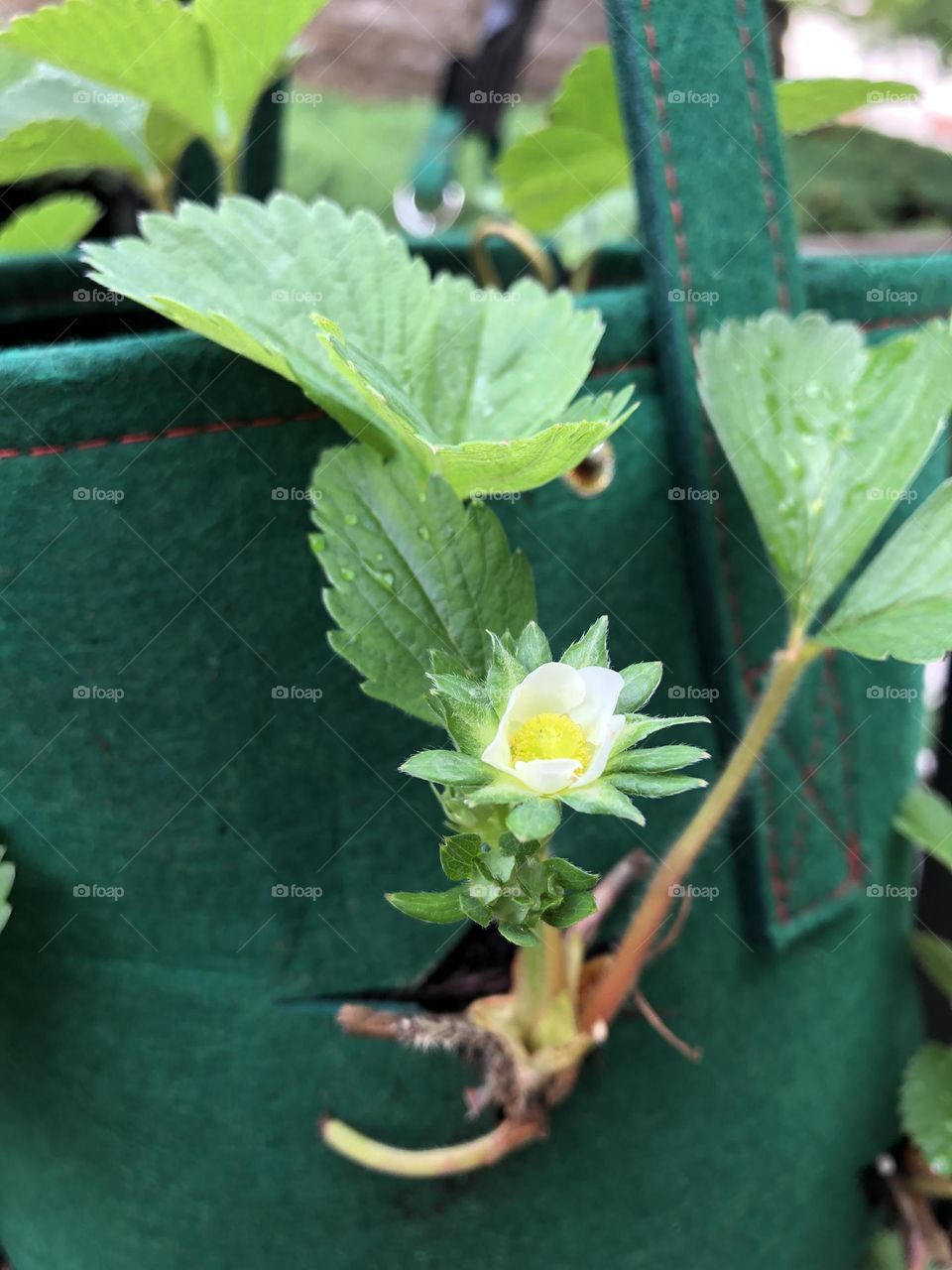 Strawberry grow bags