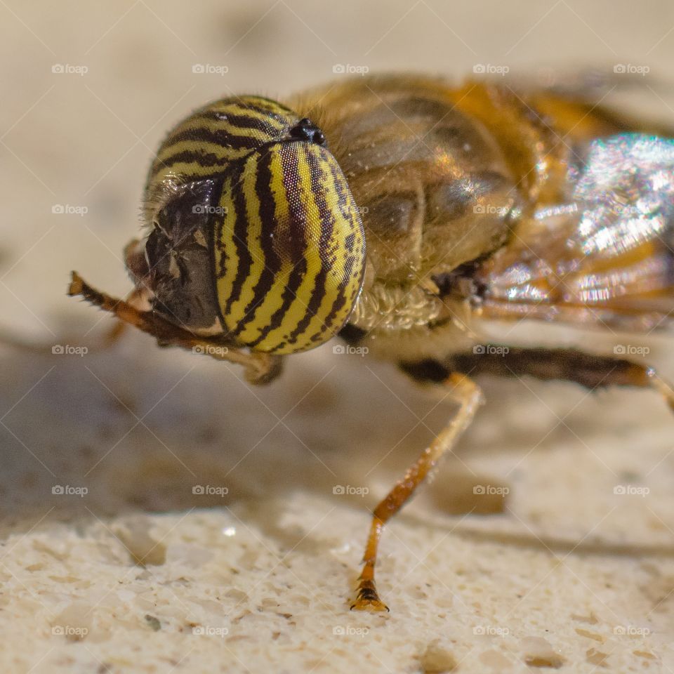 macro de abeja