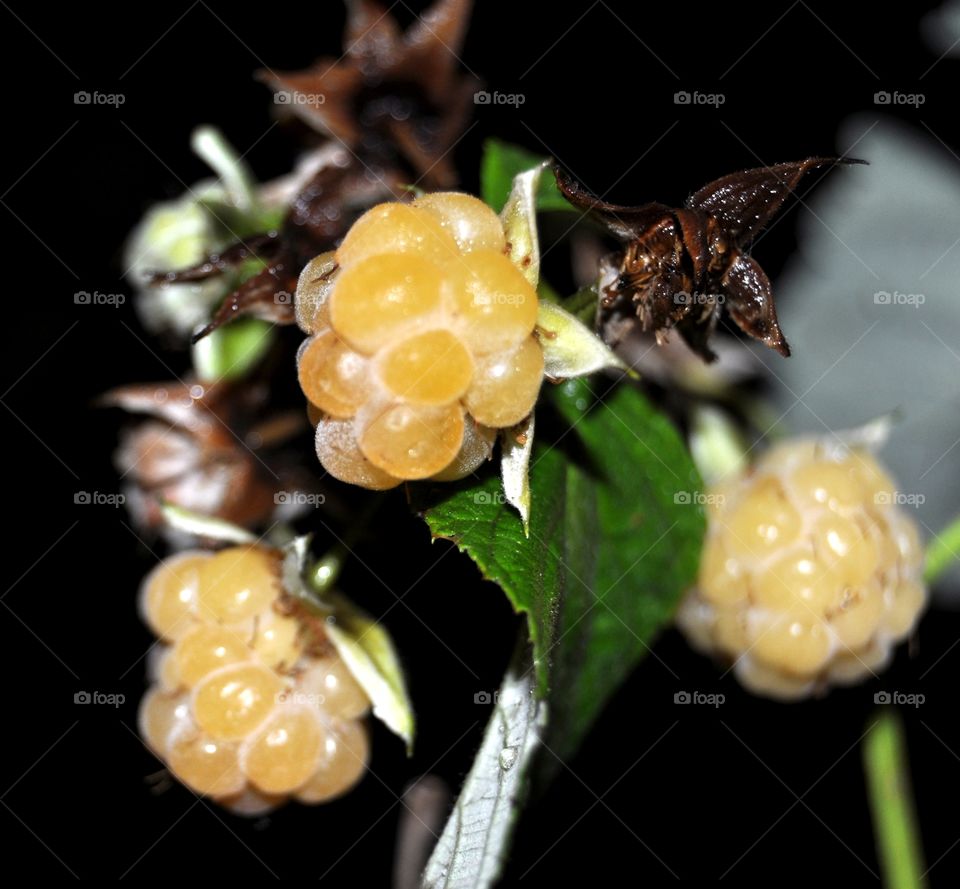 Nature, Fruit, Leaf, No Person, Confection