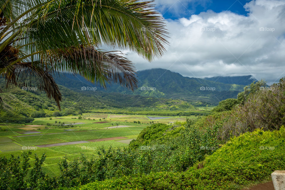 Kauai lookout point