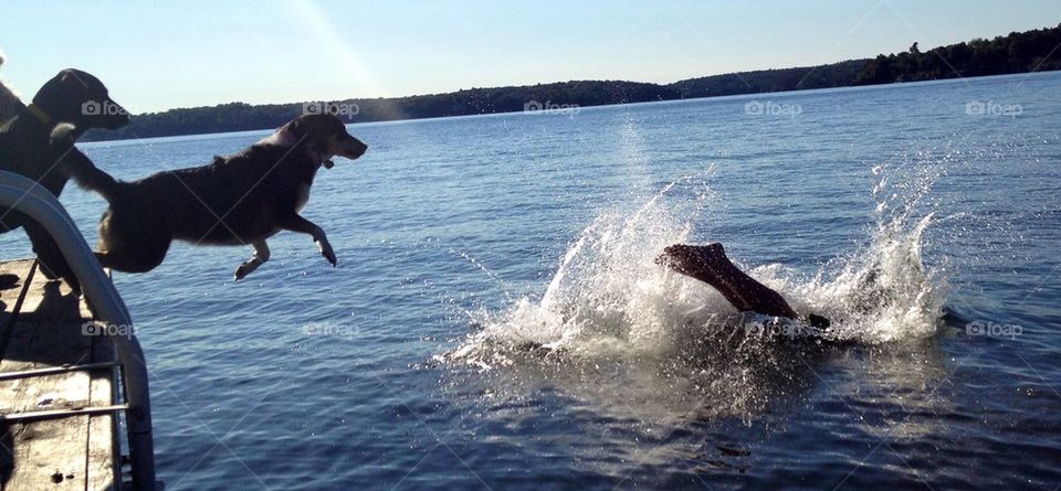 Diving with dogs