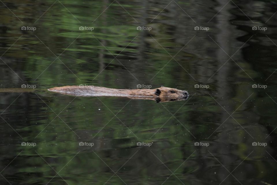 Beaver at lake Saimaa Finland