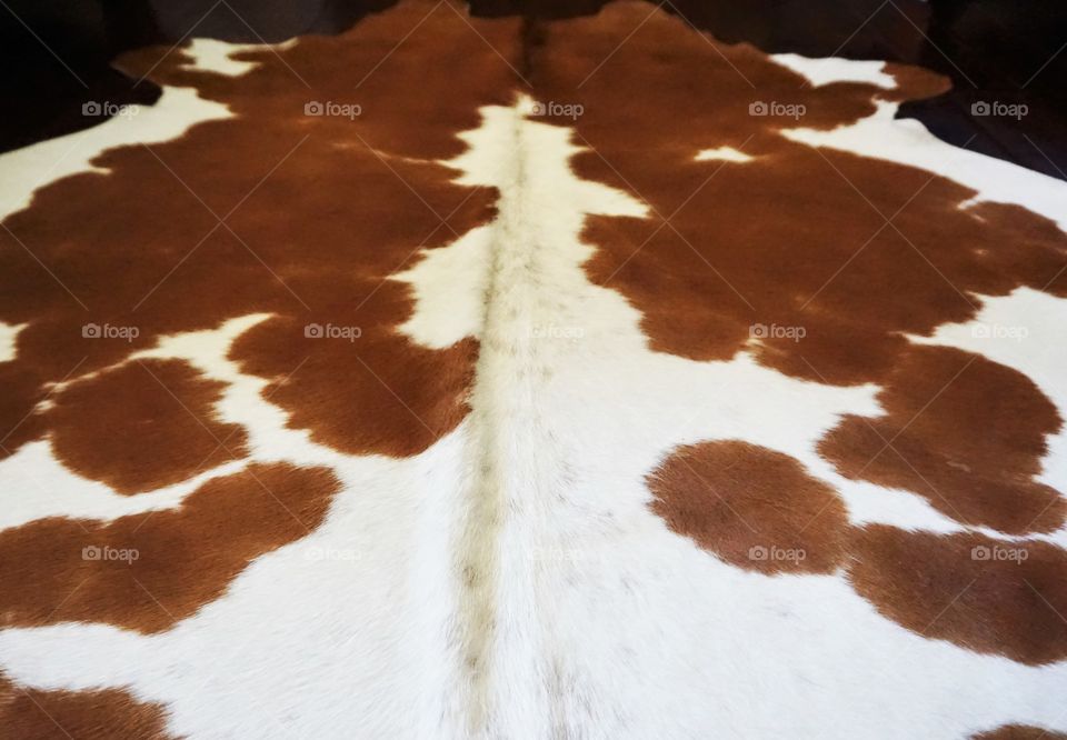 Hide Out. This wonderful creature met it's end.