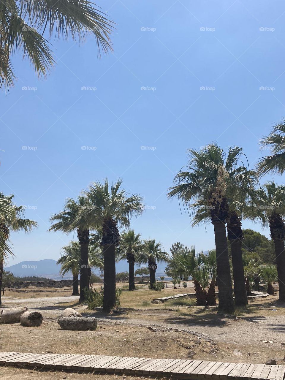 Blue sky and tall palm trees. I love palm tree. Palm tree obsessed. Summer view. Sunny day during vacation 