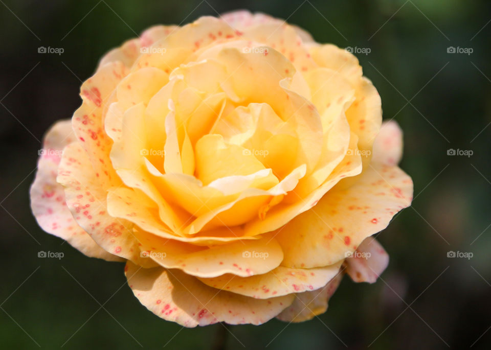 Close up shot of yellow rose sprinkled with pink dots