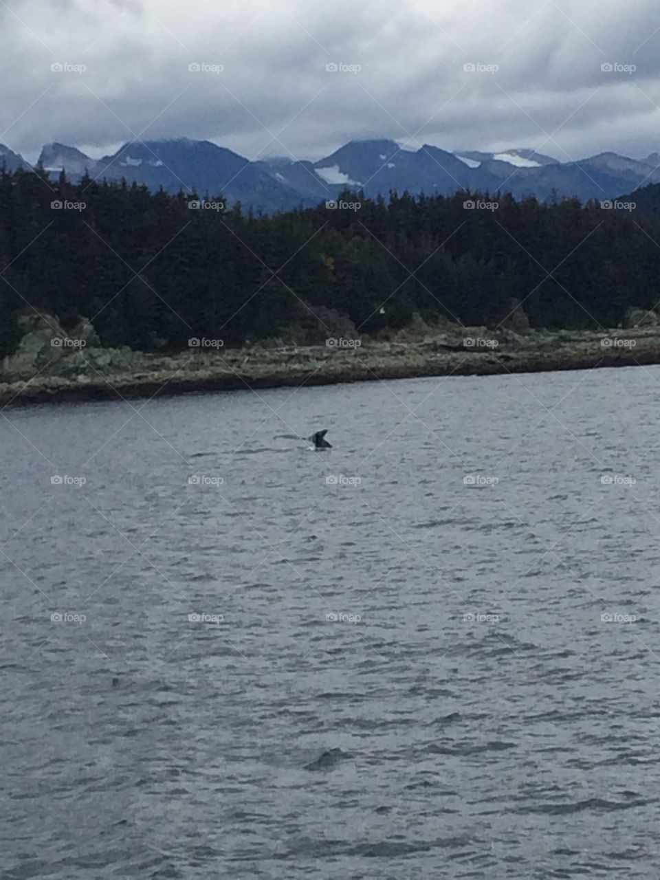 whale watching in alaska 