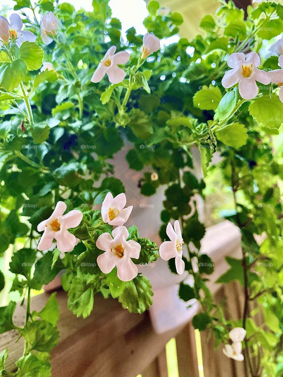 A white flower box presents vibrant and flowing green leafy vines with sweet, small white and yellow flowers. The sun radiates the warm and exquisite colors and draws the viewer in for an intimate experience. 