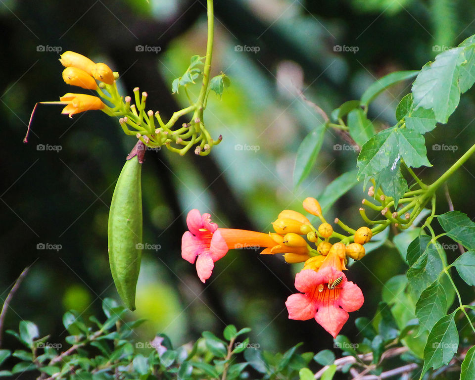 Pea pod, flower, bee