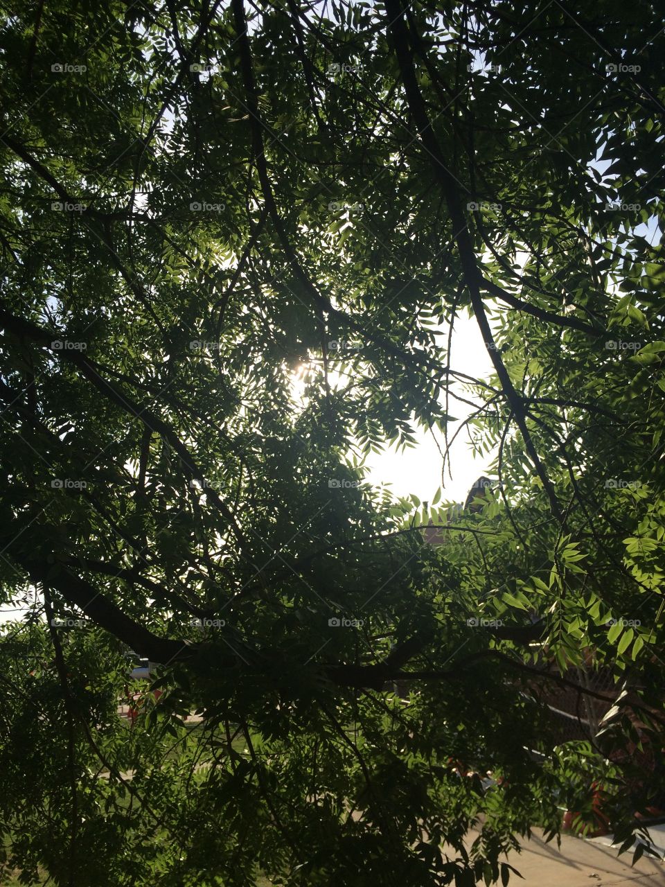 Sunshine through a tree canopy