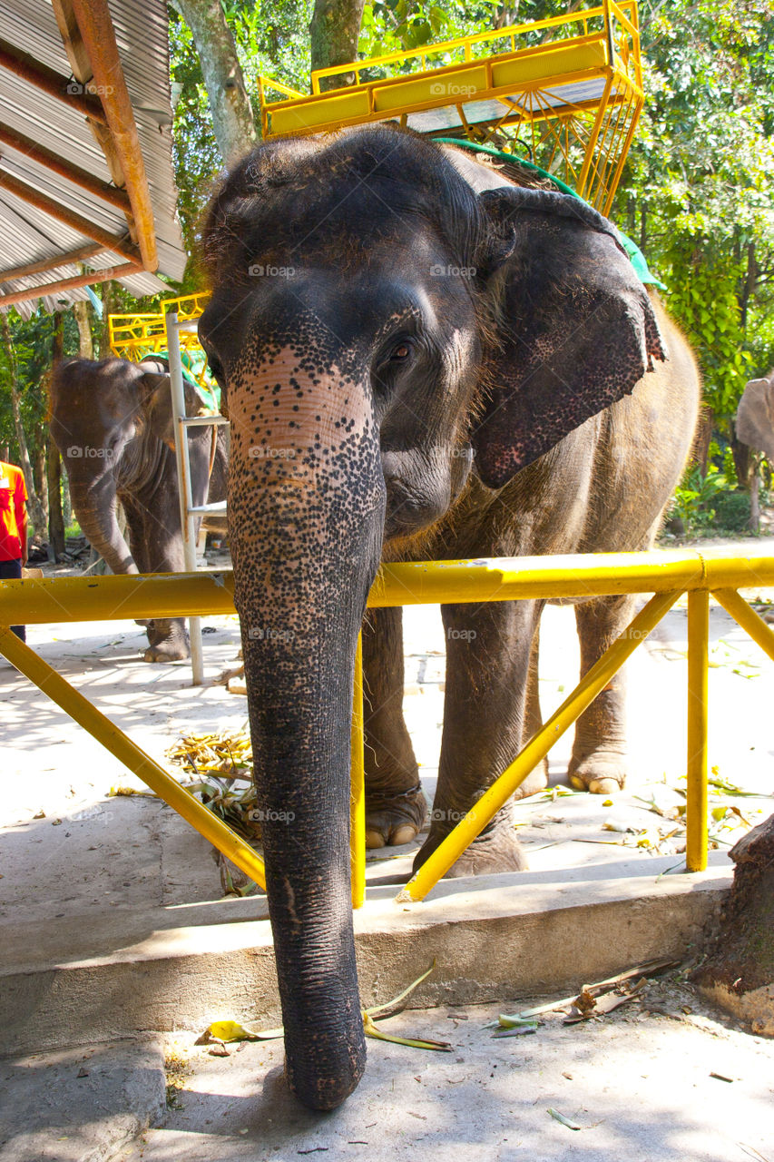 THE ELEPHANT AT NOON NOOK GARDEN PATTAYA THAILAND