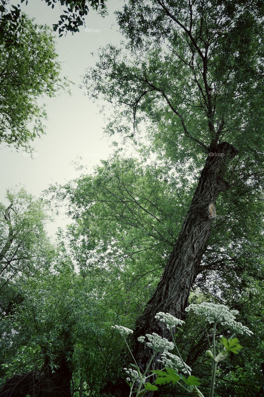 Low angle view of tree