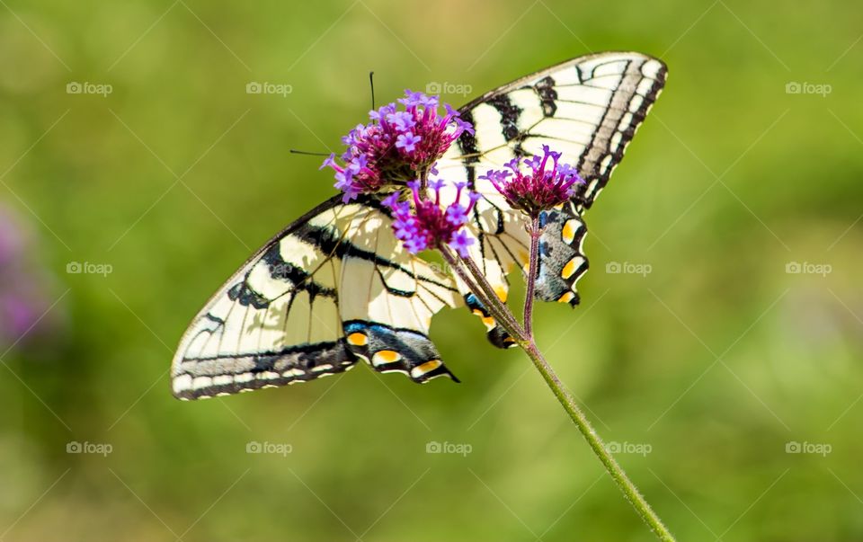 Butterfly and purple flowers