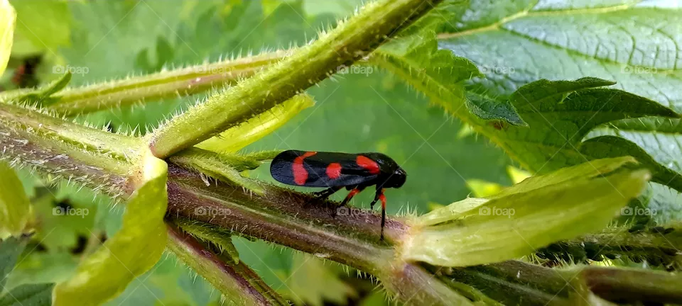 black & red