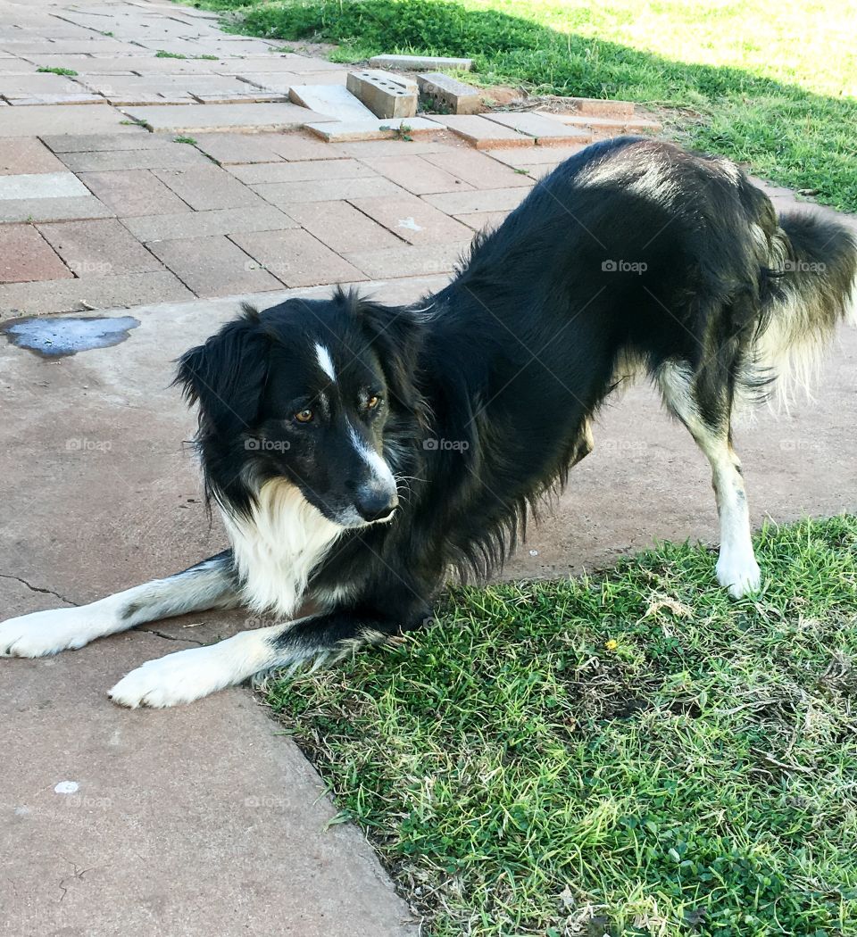 Border collie sheepdog intensely looking and ready to pounce 