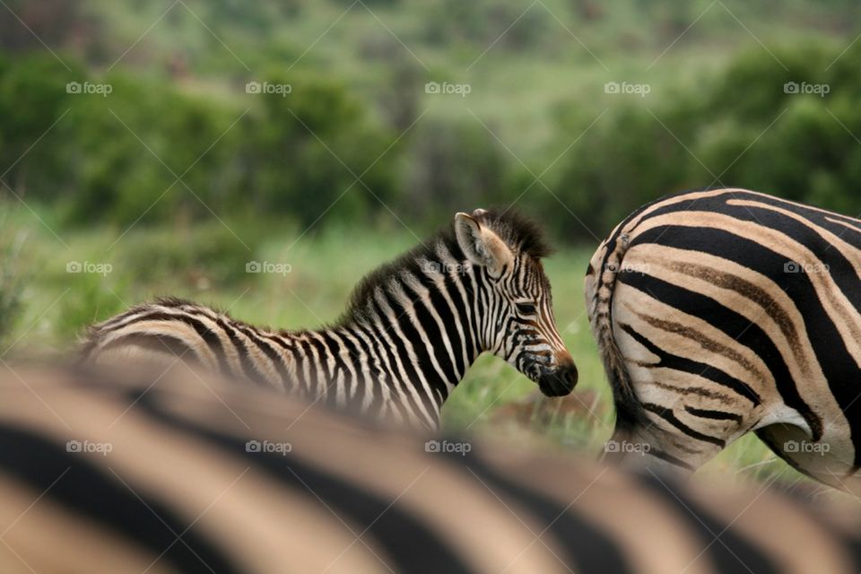 Zebra stripes