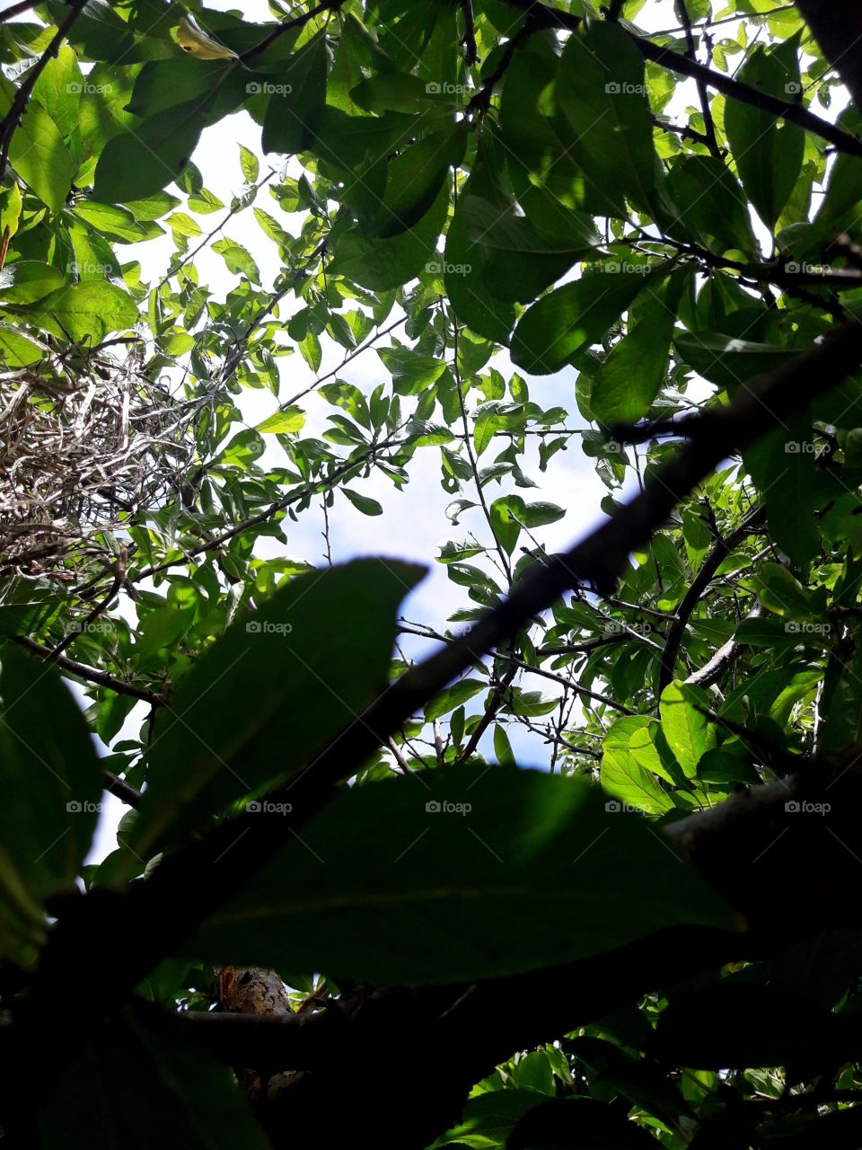 Tropical trees and blue sky