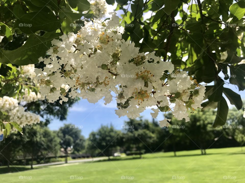 Looking through the Beautiful white flowers in bloom at the park on a sunny day 