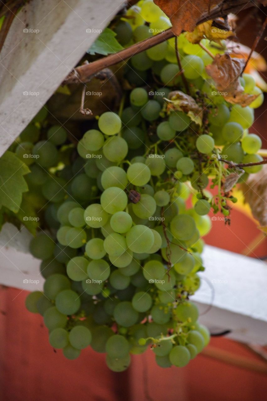 Grapes