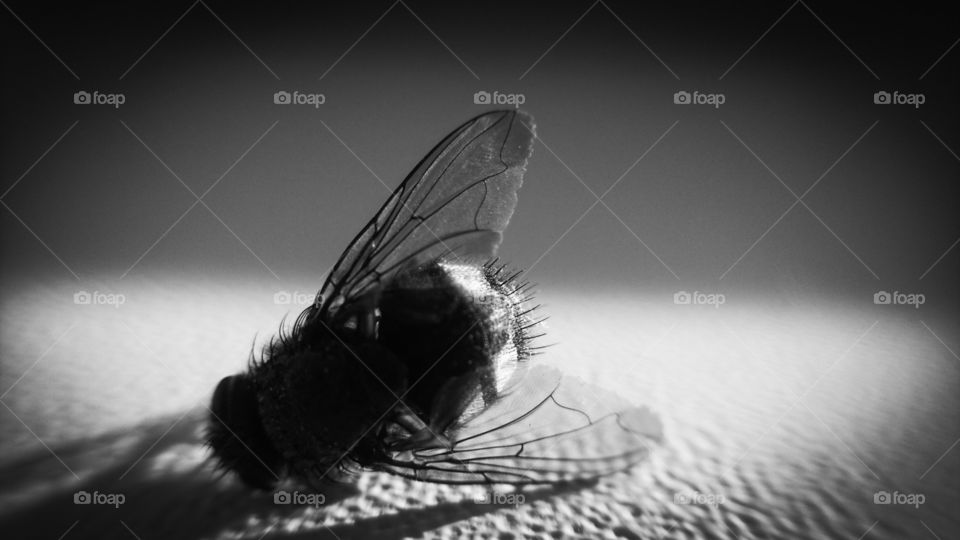 The end of a fly