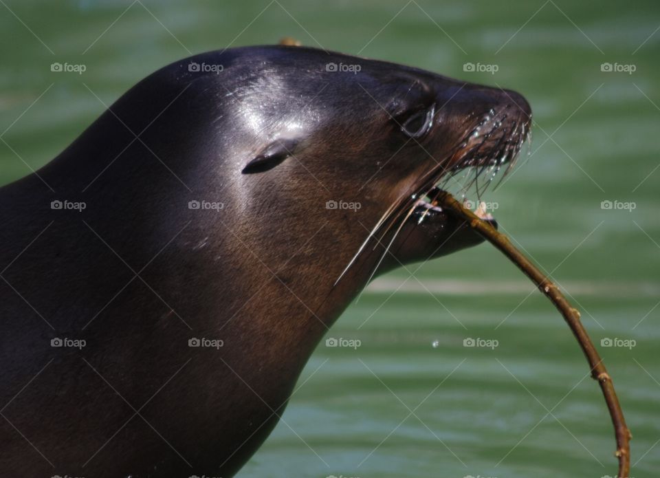 Close-up of a seal