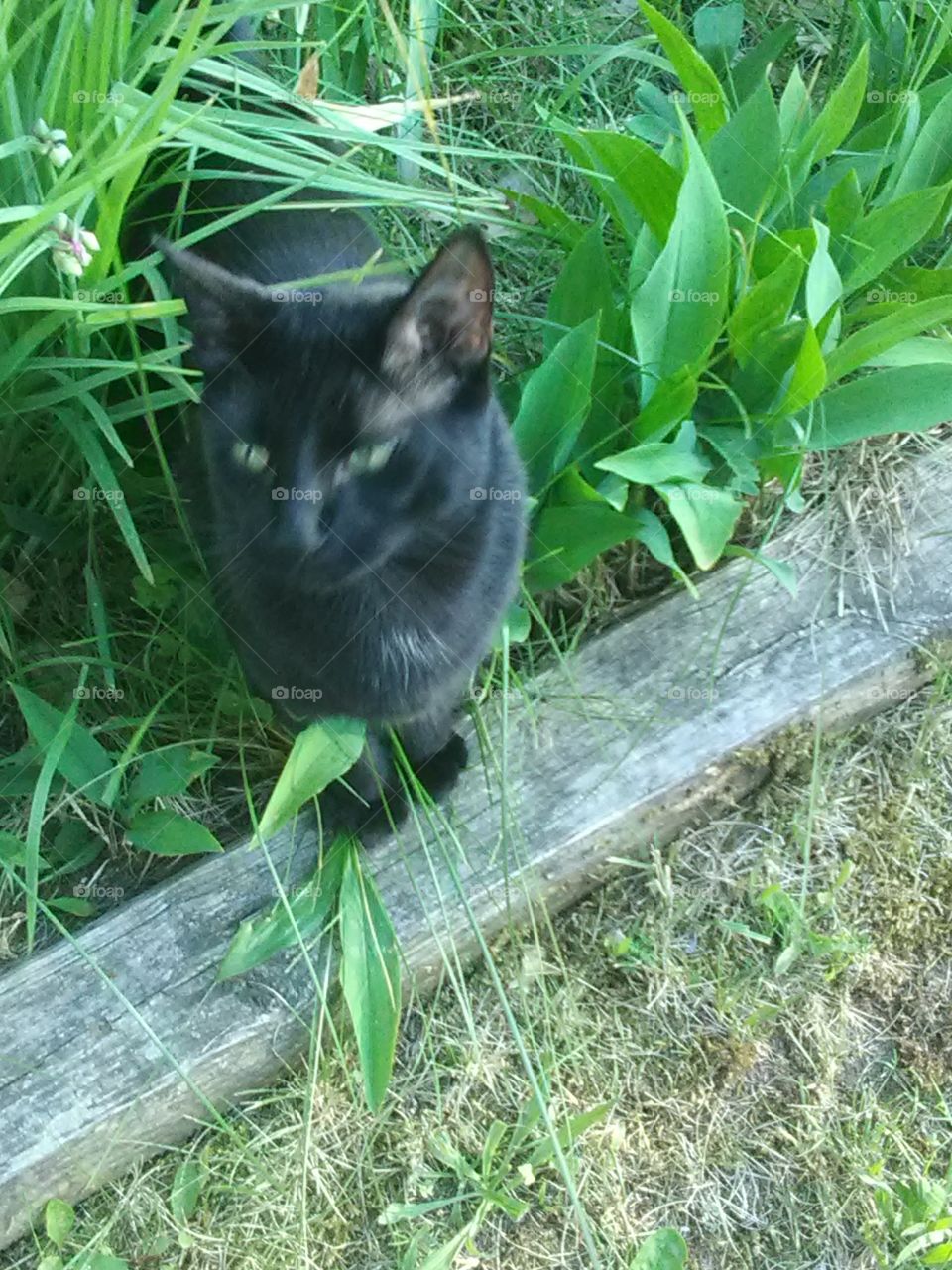 he loves grass