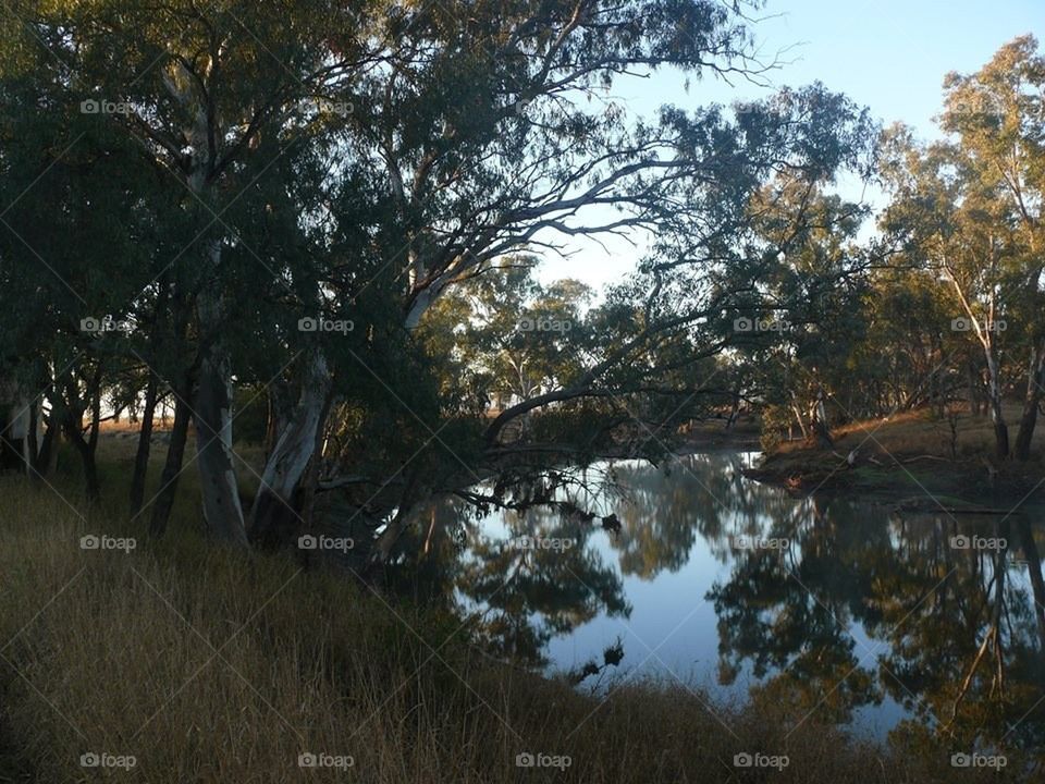 Morning Bush Creek