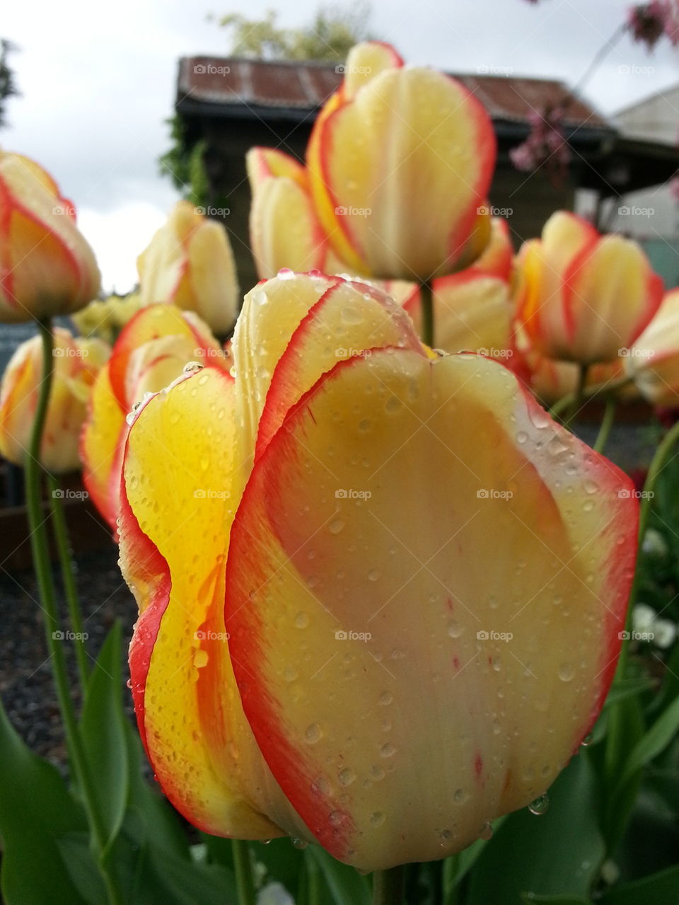 red and yellow tulip