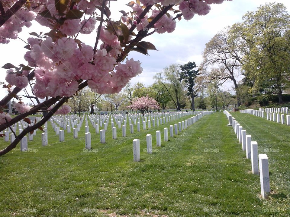 Arlington. Trees in full bloom at Arlington National Cemetery in Washington,  D.C.