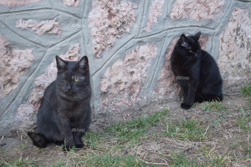 black cats