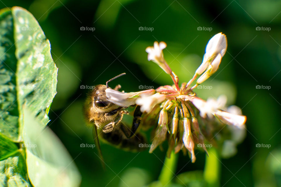 Bee on the flower macro shot