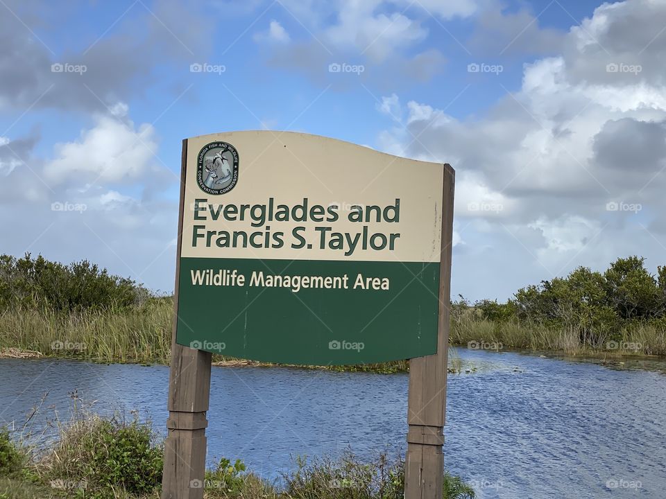 Everglades Francis Taylor wma 