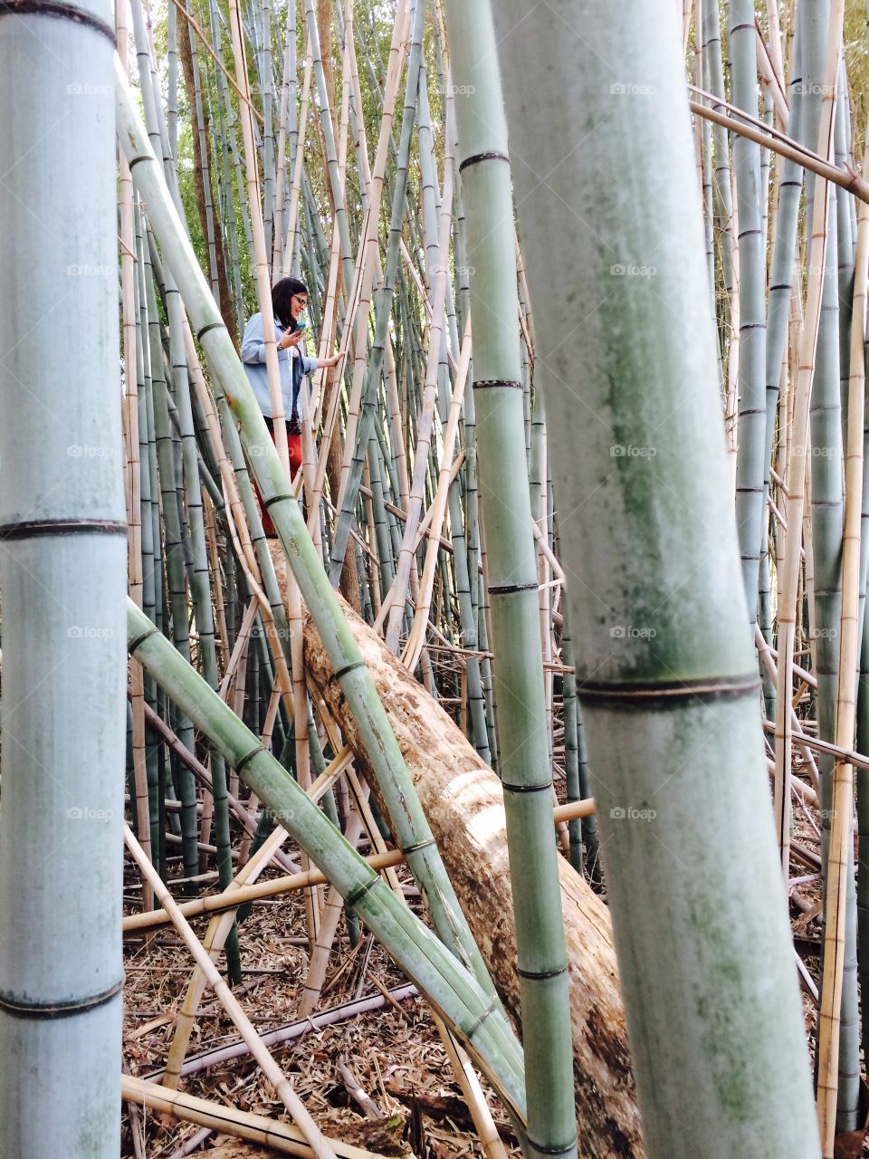 Bamboo, No Person, Nature, Wood, Outdoors