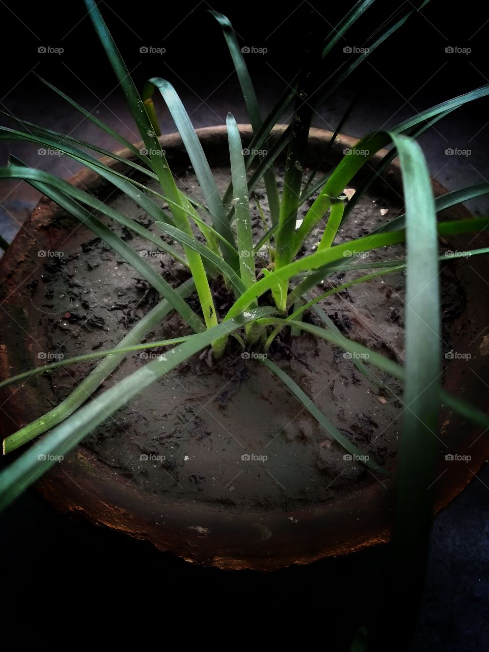 Grass plant