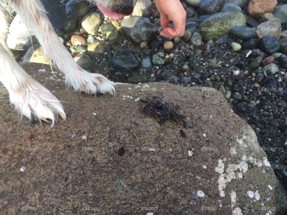 A dog standing over a crab 