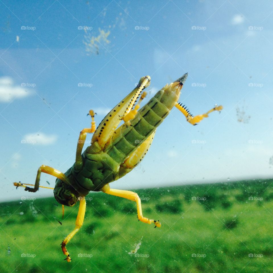 Grasshopper on my window