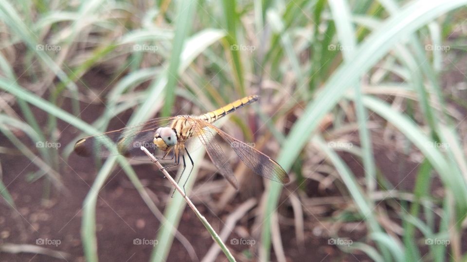 Insect sitting on grass